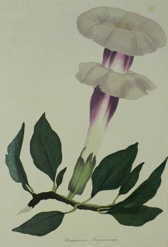 Engelstrompeten - Joseph Paxton - Joseph Paxton - Brugmansia Waymaniana