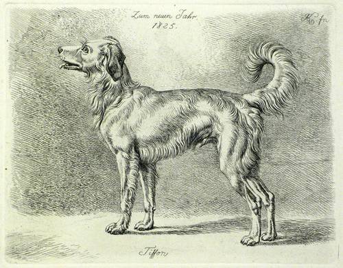 Klein, Johann Adam -  -  - Tiffon (Stehender Hund)