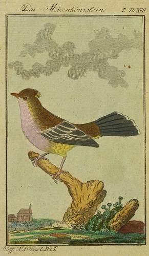 Vögel - Haubenmeise - Haubenmeise - Das Meisenköniglein