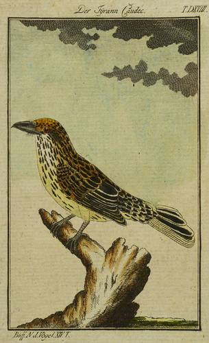 Vögel - Streifentyrann - Streifentyrann - Der Tyrann Caudec