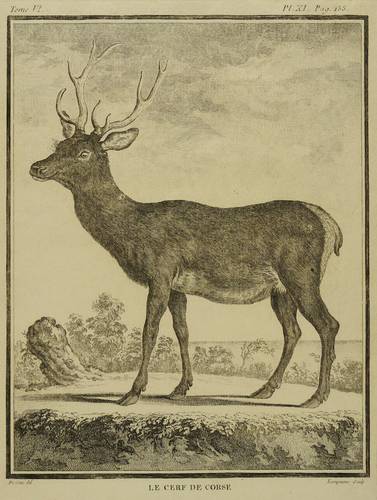 Rothirsche - Korsischer Rothirsch - Korsischer Rothirsch - Le Cerf de Corse
