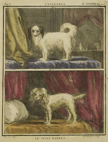 Hunde - Spaniel & Kleiner Barbet - Spaniel & Kleiner Barbet - L´Espagneul. Le petit Barbet