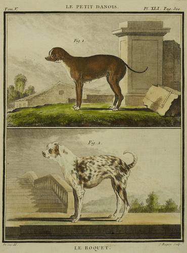 Hunde - Petit Danois & Roquet - Petit Danois & Roquet - Le Petit Danois [&] Le Roquet