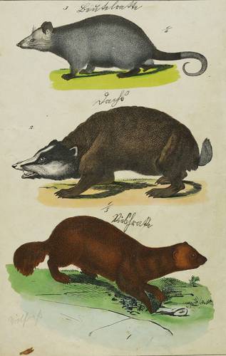 Säugetiere - Beutelratte, Dachs und Vielfraß - Beutelratte, Dachs und Vielfraß - 