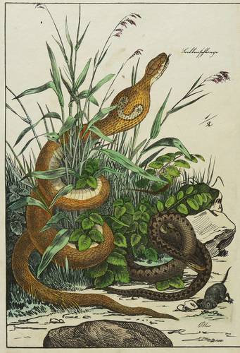 Reptilien. - Schlangen - Brillenschlange, Kreuzotter & Otter - Brillenschlange, Kreuzotter & Otter - 