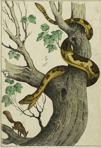 Reptilien. - Schlangen - Klapperschlange mit Eichhörnchen - Klapperschlange mit Eichhörnchen - 