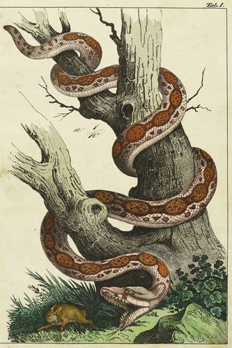 Reptilien - Riesenschlange mit Kaninchen - Riesenschlange mit Kaninchen - 