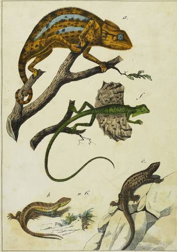 Reptilien. - Echsen - Chamäleon, Flugdrachen (Draco) & Eidechsen - Chamäleon, Flugdrachen (Draco) & Eidechsen - 