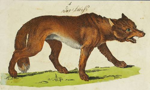 Füchse - Rotfuchs - Rotfuchs - Der Fuchs