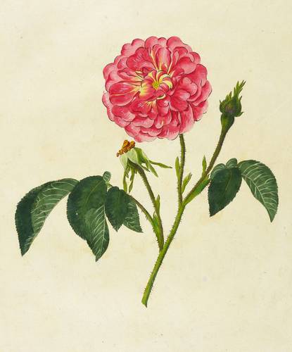 Rosen - Damaszener-Rosen. - Marmorierte Damaszener-Rose - Damaszener-Rosen. - Marmorierte Damaszener-Rose - Die marmorierte Damascener Rose. Rosa Damascena marmora