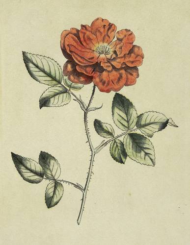 Rosen - China-Rose (Rosa chinensis) - China-Rose (Rosa chinensis) - Rosa semperflorens