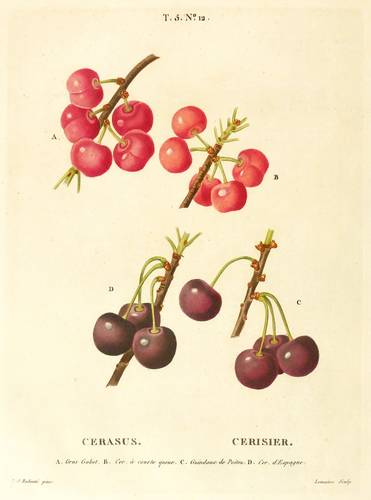 Obst - Kirschen - Kirschen - Cerasus. Cerisier