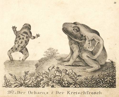 Amphibien - Frösche. - Leopardfrosch & Kreischfrosch - Frösche. - Leopardfrosch & Kreischfrosch - Der Ochsen- Der Kreischfrosch