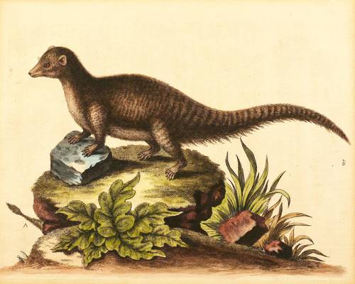 Mangusten - Zebramanguste - Zebramanguste - 