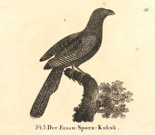 Vögel - Spornkuckucke. - Fasanspornkuckuck - Spornkuckucke. - Fasanspornkuckuck - Der Fasan-Sporn-Kukuk