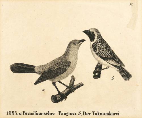 Vögel - Scharlachtangare & Bajaweber - Scharlachtangare & Bajaweber - Brasilianischer Tangara. Der Tuknamkurvi