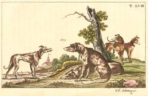 Hunde - Windhund - Windhund - 