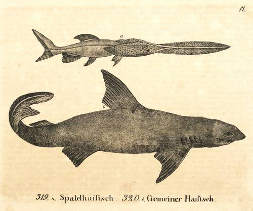 Fische - Hai - Hai - Spatelhaifisch. Gemeiner Haifisch