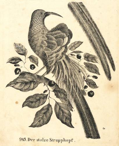 Vögel - Paradiesvögel. - Stolzer Strupphopf - Paradiesvögel. - Stolzer Strupphopf - Der stolze Strupphopf