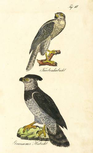 Vögel - Greifvögel. - Habicht - Greifvögel. - Habicht - Taubenhabicht. Grausamer Habicht