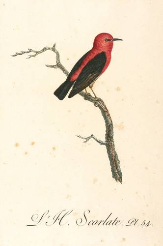 Vögel - Honigfresser. - Scharlachhonigfresser - Honigfresser. - Scharlachhonigfresser - Scarlate