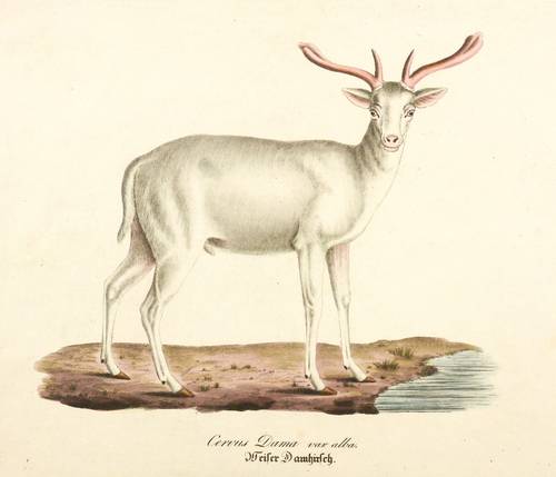Hirsche - Damhirsche. - Weißer Damhirsch - Damhirsche. - Weißer Damhirsch - Cervus Dama var. alba. Weiser Damhirsch