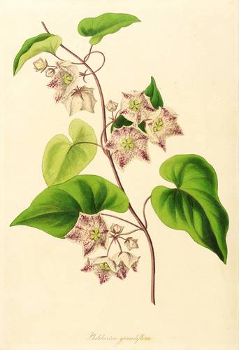 Hundsgiftgewächse - Sarcostemma - Sarcostemma - Philibertia grandiflora