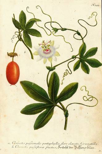 Passionsblumen - Blaue Passionsblume. - Blüte & Frucht - Blaue Passionsblume. - Blüte & Frucht - Clematis passionalis. Frucht der Passions-blum