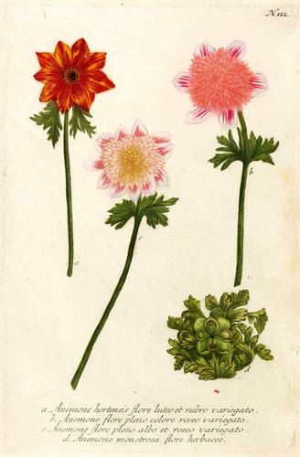 Weidenröschen (Anemonen) - Stern-Anemone & Buschwindröschen - Stern-Anemone & Buschwindröschen - Anemone hortensis. Anemone monstrosa