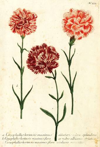 Nelken - Gartennelke - Gartennelke - Caryophyllus hortensis