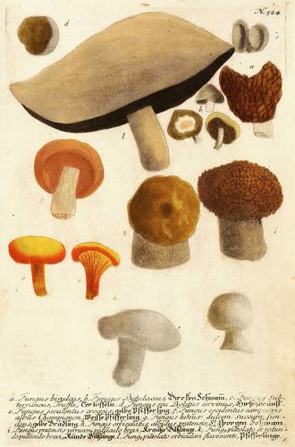 Pilze - Pfifferlinge, Morcheln & Trüffel - Pfifferlinge, Morcheln & Trüffel - Bircken Schwam[m]. Tertoffeln. Hirschbrunst. Gelbe Pfifferling. Weisse Pfifferling. Gelbe Prädling. St. Georgen Schwam. Biltzlinge. Pfifferlinge