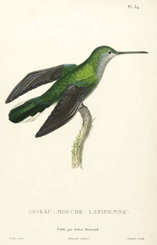 Vögel - Kolibri - Kolibri - Oiseau-mouche latipenne