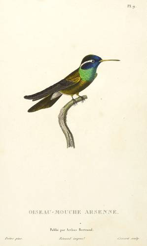 Vögel - Kolibri - Kolibri - Oiseau-mouche arsenne