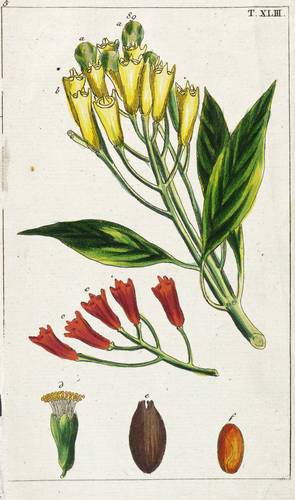 Gewürzpflanzen - Gewürznelkenbaum - Gewürznelkenbaum - 