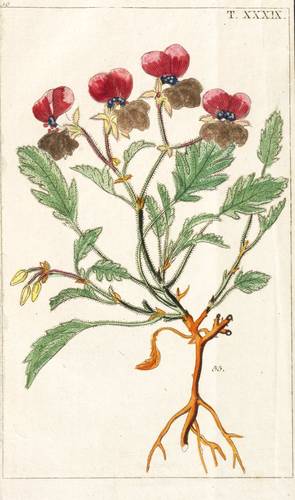 Zierpflanzen - Pelargonie - Pelargonie - 