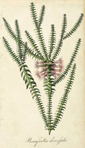 Myrtengewächse -  -  - Beaufortia decussata