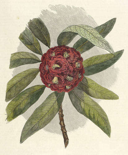 Gehölze - Rhododendron - Rhododendron - Rosenbaum. Rhododendron arboreum