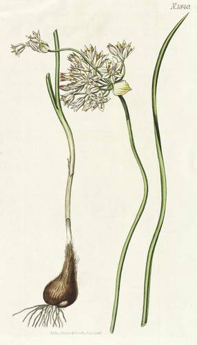 Lauch - Allium stellatum - Allium stellatum - 