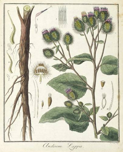 Kletten - Große Klette - Große Klette - Arctium Lappa