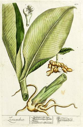 Ingwergewächse - Ingwer - Ingwer - Zerumbet