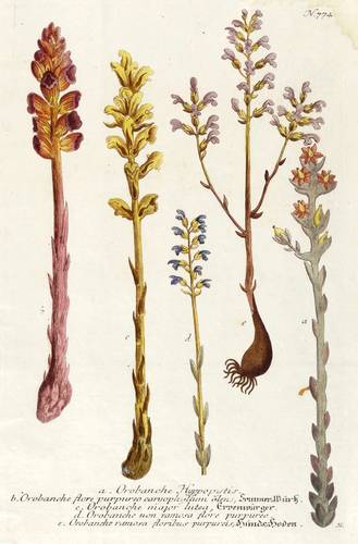 Sommerwurzgewächse - Sommerwurzen - Sommerwurzen - Sommer-Wurtz. Ervenwürger. Hunds-Hoden