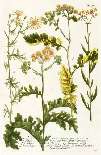 Greiskräuter - Jakobs-Greiskraut - Jakobs-Greiskraut - Jacobs-Kraut