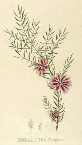 Myrtengewächse - Myrtenheiden - Myrtenheiden - Melaleuca Fulgens