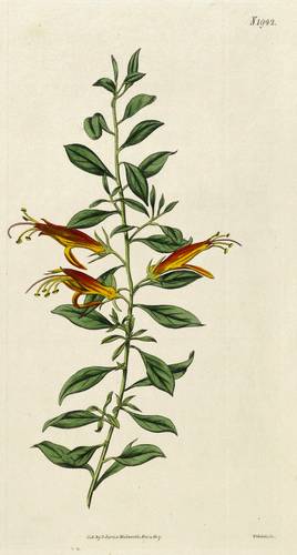 Braunwurzgewächse - Emusträucher. - Eremophila glabra - Emusträucher. - Eremophila glabra - 