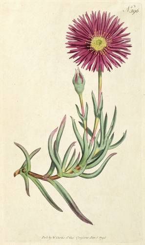 Mittagsblumengewächse - Mesembryanthemum spectabile - Mesembryanthemum spectabile - 