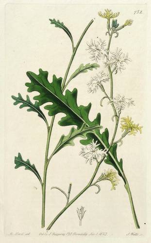 Kreuzblütler - Schizopetalon walkeri - Schizopetalon walkeri - 