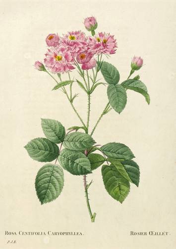 Rosen - Rosa centifolia - Rosa centifolia - Rosa Centifolia Caryophyllea. Rosier Œillét