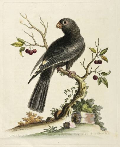 Vögel. - Papageien - Vasapapagei (Coracopsis) - Vasapapagei (Coracopsis) - The black Parrot