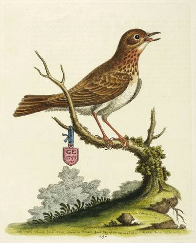 Vögel - Drossel - Drossel - The little Thrush from North America