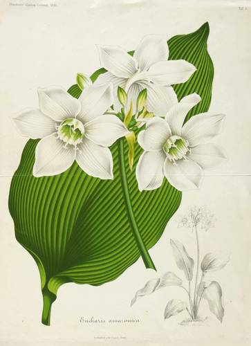 Amaryllisgewächse - Amazonaslilie / Herzenskelch (Eucharis amazonica) - Amazonaslilie / Herzenskelch (Eucharis amazonica) - Eucharis amazonica